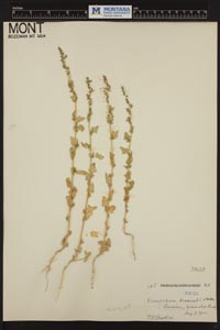 Herbarium Sheet of 